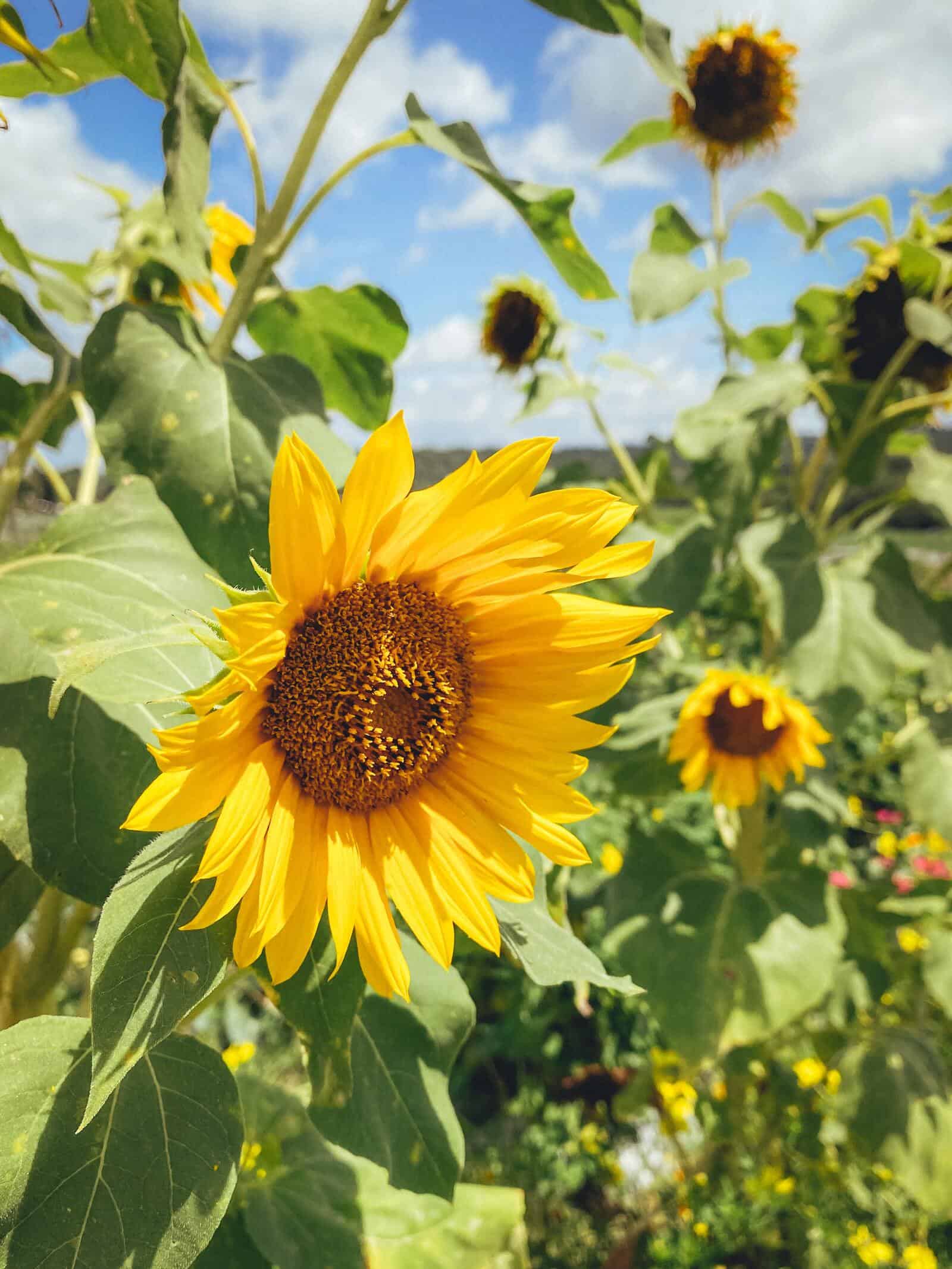 Rudbeckia - Image 2